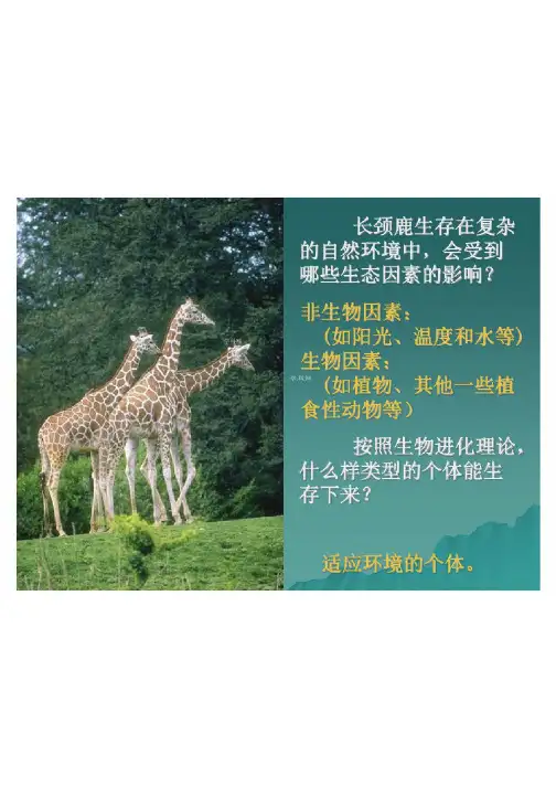 七年级生物课件：第九章节肢动物门