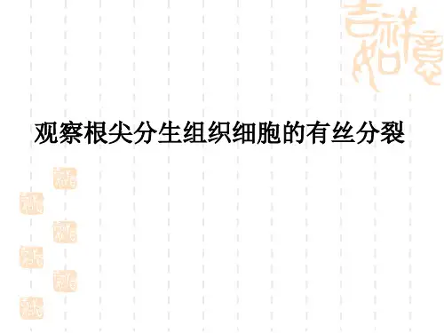高中生物 观察根尖分生组织细胞的有丝分裂.ppt