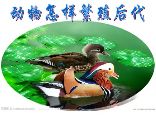苏教版五年级下册科学《3.2 动物怎样繁殖后代》课件