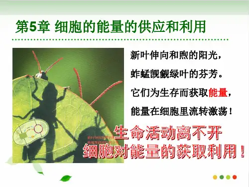 人教版高中生物必修一课件：酶的作用和本质课件PPT