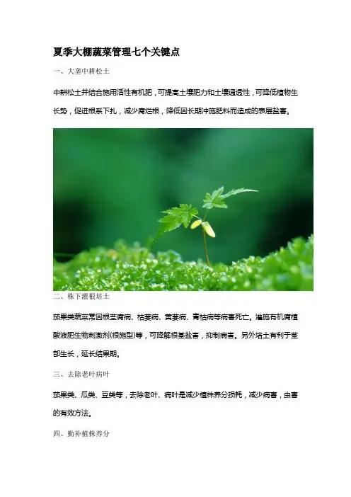 夏季大棚蔬菜管理七个关键点
