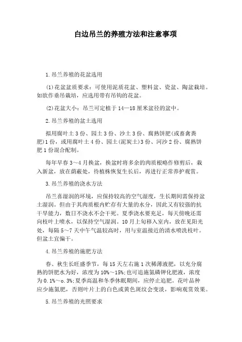 白边吊兰的养殖方法和注意事项