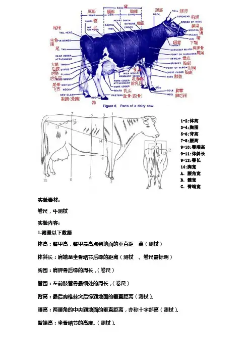 牛的体型外貌评定