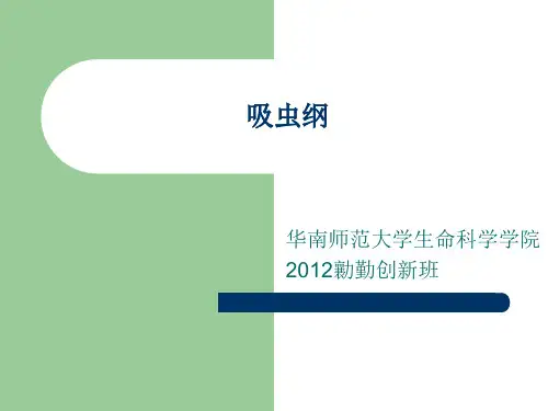 吸虫纲