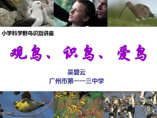 观鸟、识鸟、爱鸟 野鸟识别基础知识