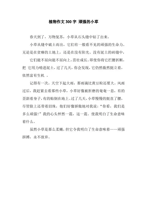 植物作文300字 顽强的小草