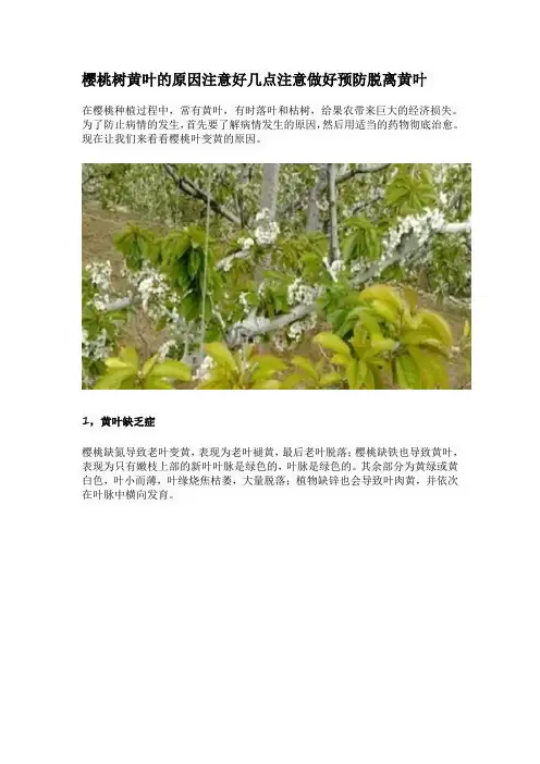 樱桃树黄叶的原因注意好几点注意做好预防脱离黄叶