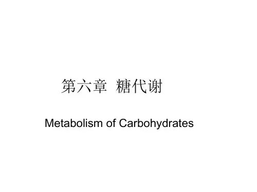 生物化学：第六章 糖代谢