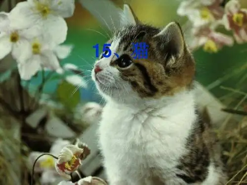 《猫》第二课时ppt