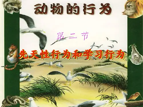 先天性行为和学习行为社会行为ppt课件