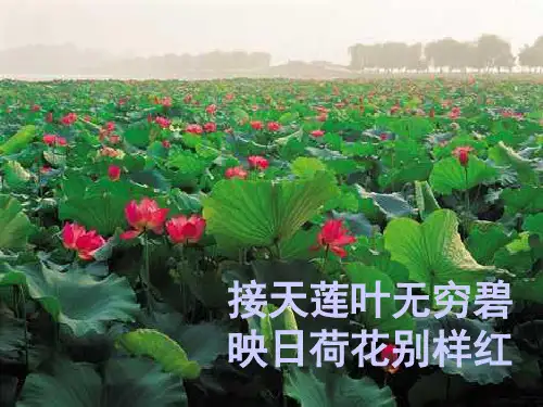 接天莲叶无穷碧映日荷花别样红-.ppt