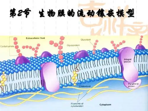 4.2生物膜的流动镶嵌模型