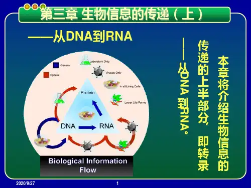 基因工程 第三章 生物信息的传递(上)从DNA到RNAPPT课件