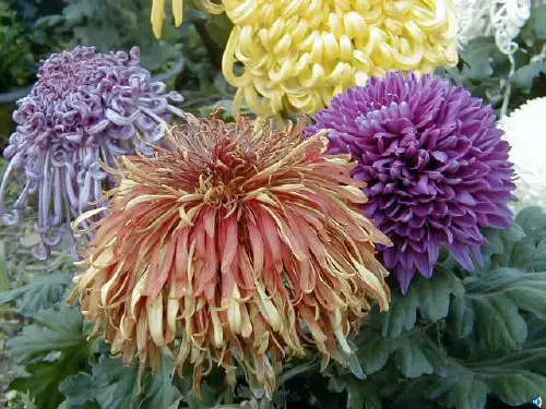 菊花_元稹