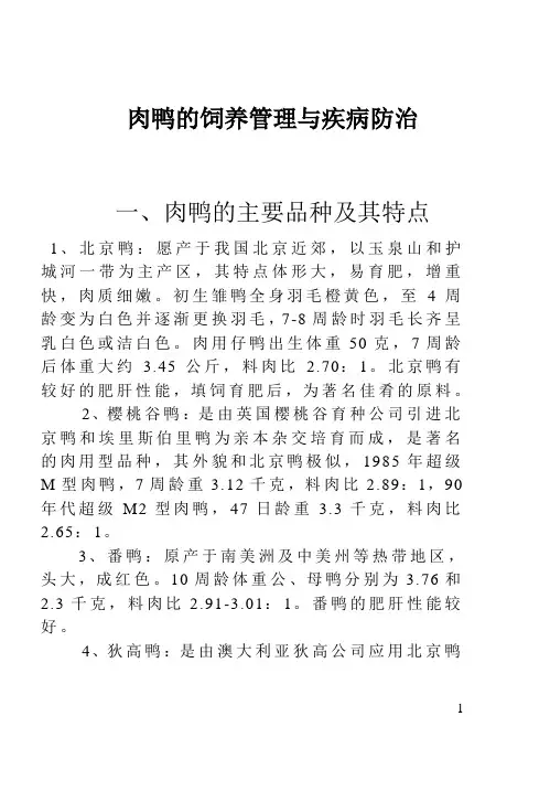 肉鸭的饲养管理与疾病防治