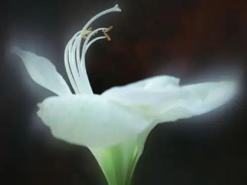 马蹄莲