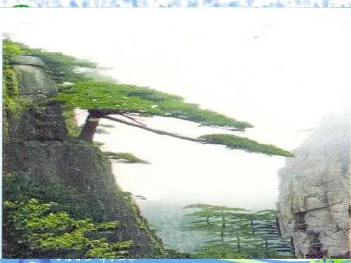 石缝间的生命ppT