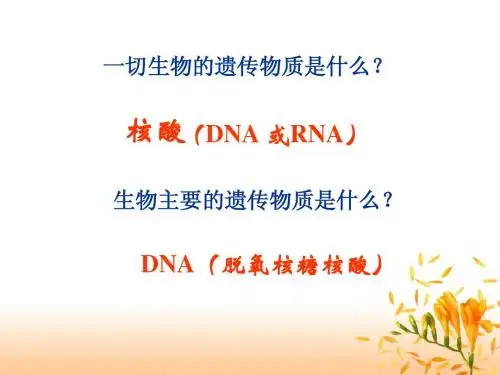 DNA分子的结构