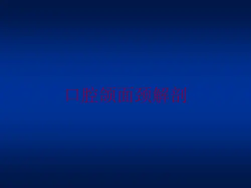 口腔颌面颈解剖培训课件