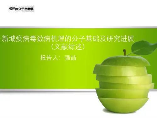新城疫病毒介绍.ppt