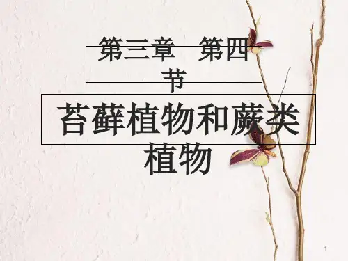 七年级生物上册 第三章 第四节 苔藓植物与蕨类植物课件 (新版)冀教版