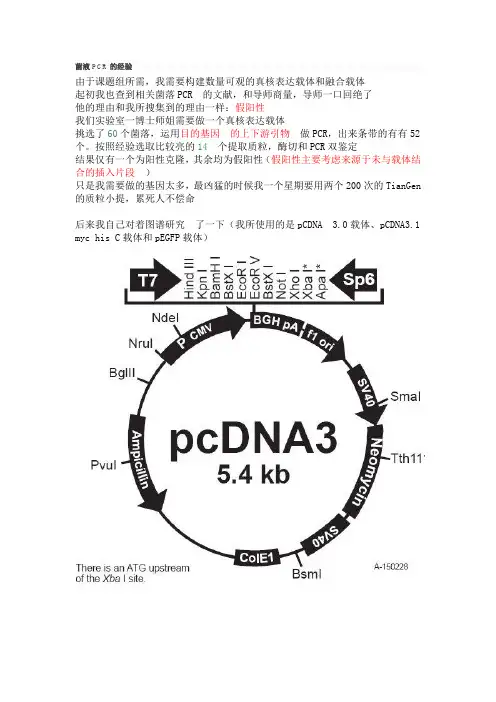 菌液PCR