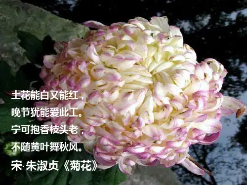 梅兰竹菊四君子诗词之菊花【宋】朱淑真