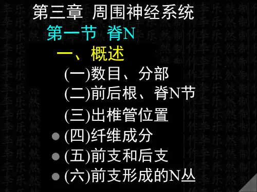脊神经