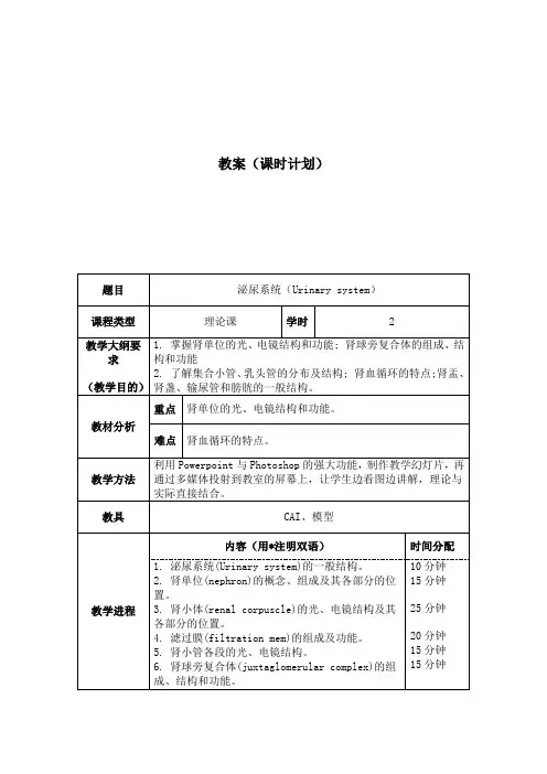【组织胚胎学教案】泌尿系统(Urinary system)