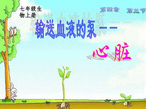 七年级生物下册第四章第三节完整心脏、血液循环ppt课件