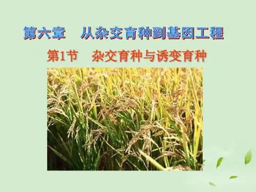 必修二 6.1 杂交育种与诱变育种