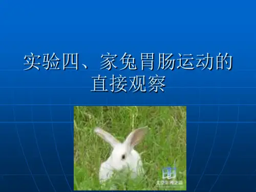 实验4家兔胃肠运动的直接观察