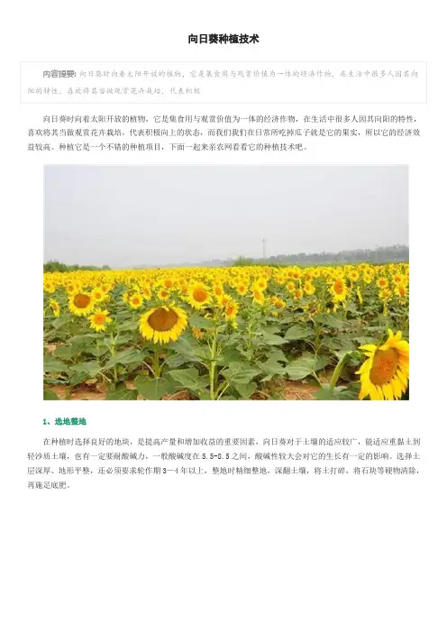 向日葵种植技术 2