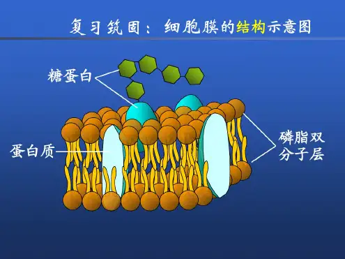 物质跨膜运输的方式36