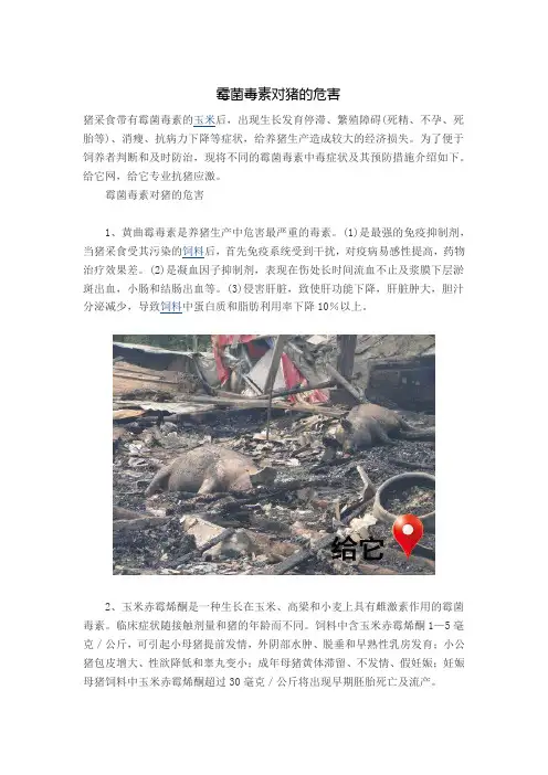霉菌毒素对猪的危害