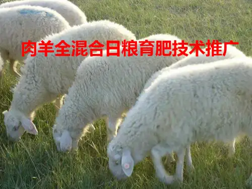 育肥肉羊全混合日粮的推广应用