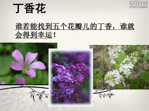 25《寻找幸运花瓣》课件