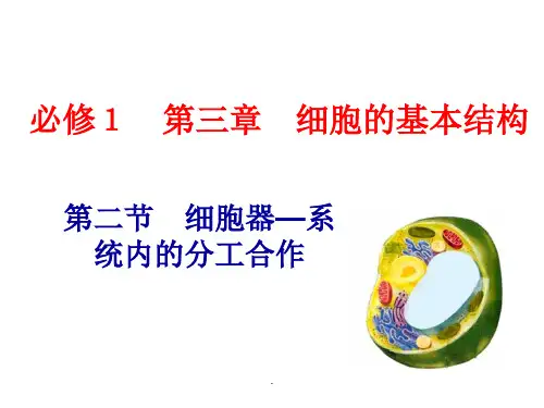 人教版高中生物必修一第三章第二节