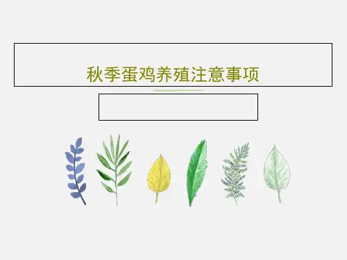 秋季蛋鸡养殖注意事项84页PPT