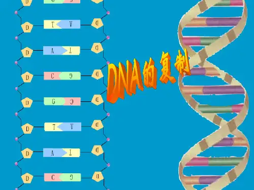 有关DNA分子复制的计算