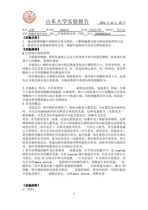 叶绿体分离与荧光染色