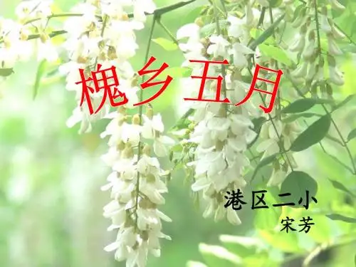 苏教版三下《槐乡五月》课件