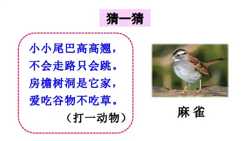部编版麻雀优秀课件