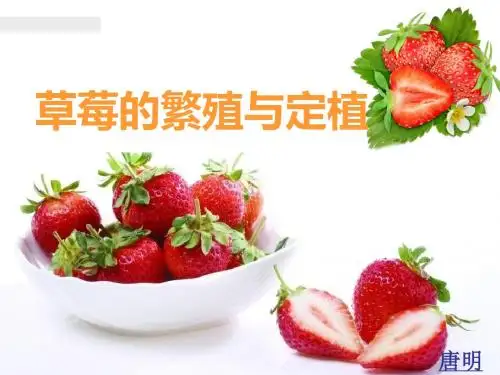 草莓的繁殖方式唐明