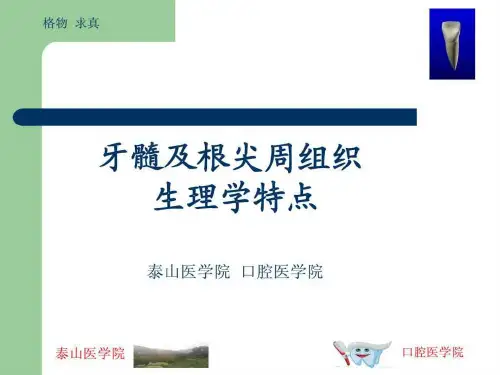 牙髓及根尖周组织学特点