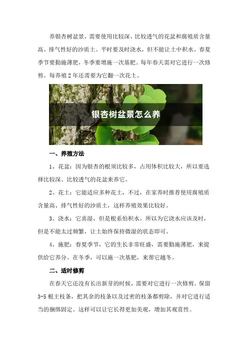 银杏树盆景怎么养