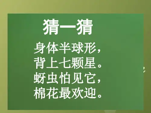 课件：七星瓢虫