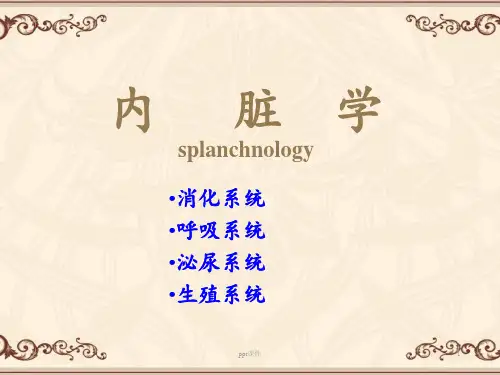 消化系统【内脏学】  ppt课件