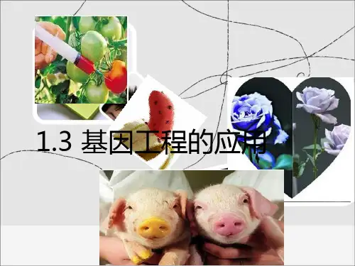 基因工程的应用(全面细致图文)