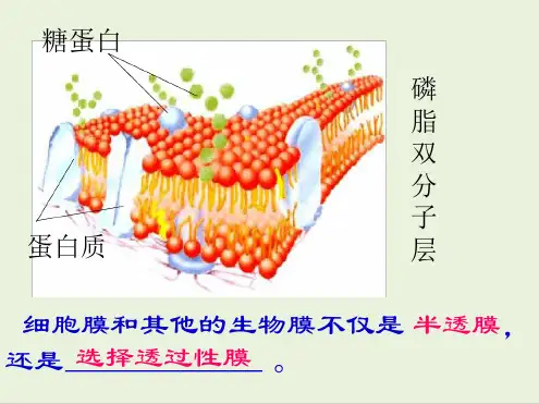 人教版高中生物必修一第4章第3节物质跨膜运输的方式 课件共20张